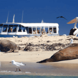 Dolphin, Penguin and Sea Lion Cruise