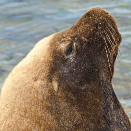 Winter Wildlife Cruise with Fish N Chips