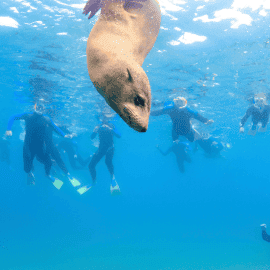 Two-Hour Seal Encounter Snorkel Adventure