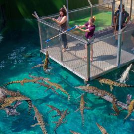 Brave Young Croc Feeders. A VIP Adventure Day