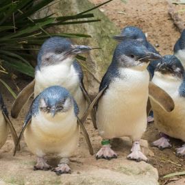 Puffing Billy And Penguin Parade Tour