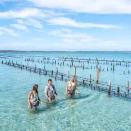 Oyster Farm and Bay Tour with Wading