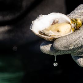 Coffin Bay Oyster Farm Tour