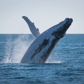 Whale Watching Adventure, Afternoon Sail