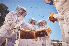Honey and Hive