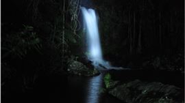 Rainforest Glow Worm Night Walk