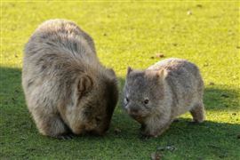 Maria Island National Park Adventure