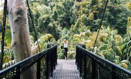 Tamborine Rainforest Adventure