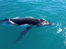Afternoon Whale Watching Cruise