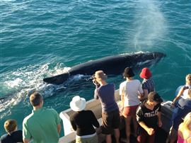 Broome Sunset Whale Cruise