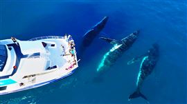 Half Day Whale Watching Encounter