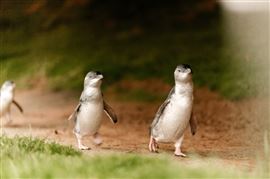 Phillip Island Penguin Parade & Koala Highlights