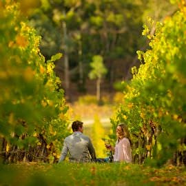 Full Day McLaren Vale Gourmet and Wine Tour