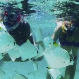 Dolphin Kayaking and Snorkelling Family Tour