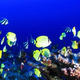 Introductory Dive Mooloolaba Double Dive