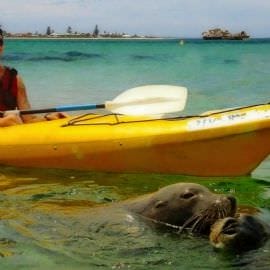 Seal and Penguin Islands Sea Kayak Day Tour