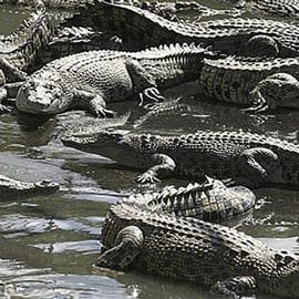 Family Crocodile Adventure