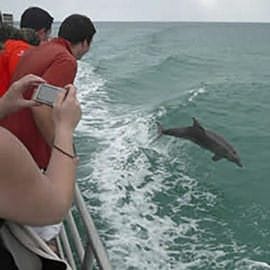 Dolphin Cruise with Brisbane Transfers