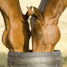 Horses, Wine and Beer Tour