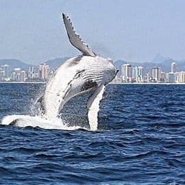 Whales in Paradise Family Pass