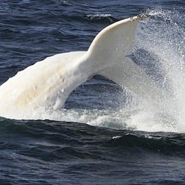 Whales in Paradise