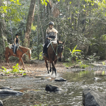 Afternoon Rainforest Creek Horse Ride