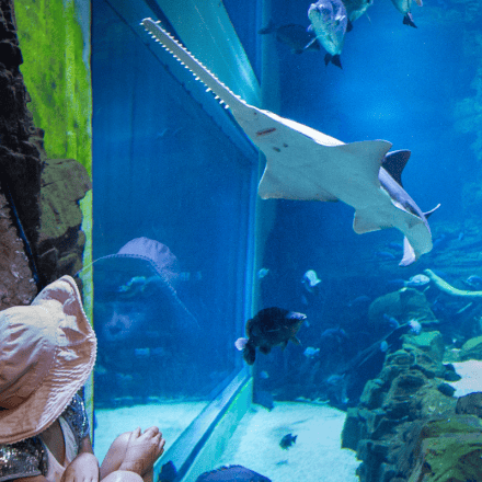 Cairns Aquarium General Admission