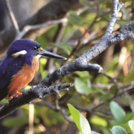 Rainforest River Adventure, Morning Eco Cruise