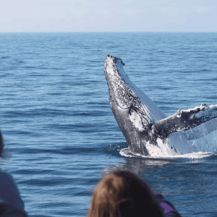 Whale Watch at Whale Heritage Site