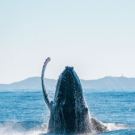 Byron Bay Whale Watching Tour