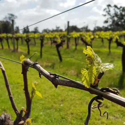 Bespoke Tour of the Margaret River for Two