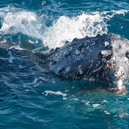 Morning Whale Watch Cruise