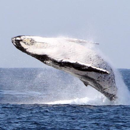 Luxury Whale Watching Adventure