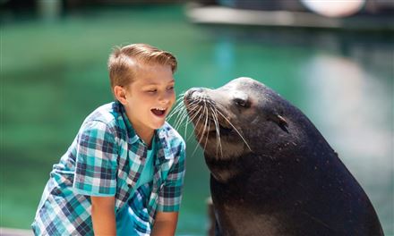 Premium Whale Watch Cruise and Sea World Entry