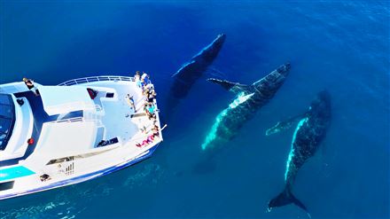 Half Day Whale Watching Encounter