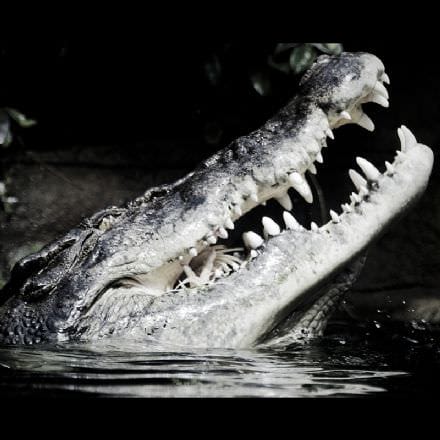 Melbourne Aquarium General Admission