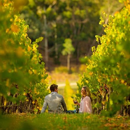 Full Day McLaren Vale Gourmet and Wine Tour