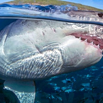 Great White 4 Day Getaway, Surface Cage Diver