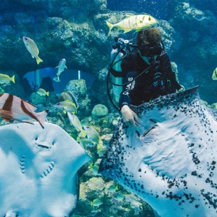 Cairns Aquarium General Admission