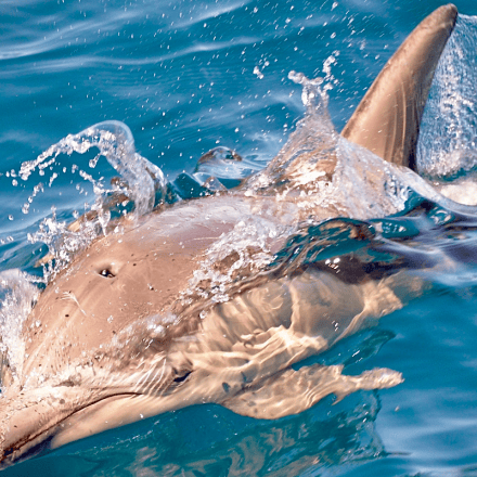 Swim with Wild Dolphins
