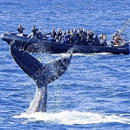 Whale Watching in a Fast Military Boat from Manly